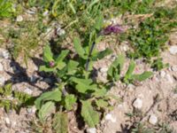 Salvia pratensis Cementparken, Limhamn, Malmö, Skåne, Sweden 20200528_0005