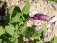 Salvia pratensis Cementparken, Limhamn, Malmö, Skåne, Sweden 20200528_0006