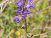 Salvia pratensis Vanningen, Vellinge, Skåne, Sweden 20230610_0026