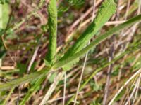 Salvia pratensis Vanningen, Vellinge, Skåne, Sweden 20230610_0030