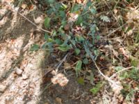 Salvia tomentosa Demergy, Crimea, Russia 20150918_0022-1