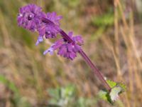 Salvia verticillata Sigridslund, Kristianstad, Skåne, Sweden 20160628_0023