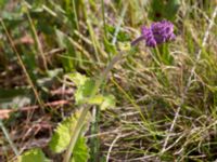 Salvia verticillata Sigridslund, Kristianstad, Skåne, Sweden 20160628_0024