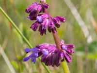 Salvia verticillata Sigridslund, Kristianstad, Skåne, Sweden 20160628_0027