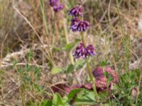 Salvia verticillata Sigridslund, Kristianstad, Skåne, Sweden 20160628_0032