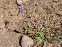 Salvia virgata Demergy, Crimea, Russia 20150918_0036-1