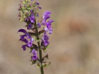 Salvia virgata Fiolent, Crimea, Russia 20150914_0035