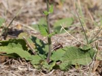 Salvia virgata Fiolent, Crimea, Russia 20150914_0036