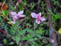 Salvia viridis Holmastigen Ärtholmsvägen, Malmö, Skåne, Sweden 20191010_0033