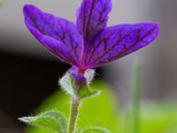 Salvia viridis Holmastigen, Malmö, Skåne, Sweden 20191003_0004