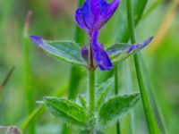 Salvia viridis Holmastigen, Malmö, Skåne, Sweden 20191003_0007