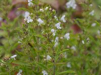 Satureja montana S växthusen, Klagshamns udde, Malmö, Skåne, Sweden 20160813_0006