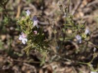 Satureja taurica Fiolent, Crimea, Russia 20150914_0153