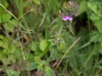 Satureja vulgaris Övedsgården, Sjöbo, Skåne, Sweden 20160714_0080