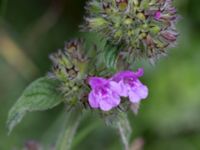 Satureja vulgaris Övedsgården, Sjöbo, Skåne, Sweden 20160714_0082