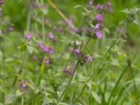 Satureja vulgaris Övedsgården, Sjöbo, Skåne, Sweden 20160714_0085