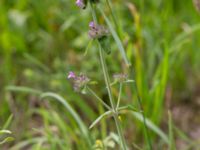 Satureja vulgaris Övedsgården, Sjöbo, Skåne, Sweden 20160714_0088