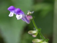 Scutellaria altissima Håslövs kyrka, Vellinge, Skåne, Sweden 20160701_0081