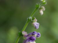 Scutellaria altissima Håslövs kyrka, Vellinge, Skåne, Sweden 20160701_0085