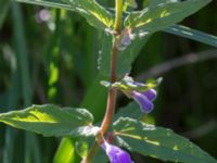 Scutellaria galericulata Kolböra mosse, Staffanstorp, Skåne, Sweden 20160703_0003