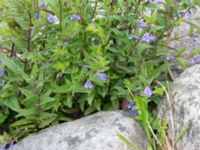 Scutellaria galericulata Pildammsparken, Malmö, Skåne, Sweden 20150717_0030