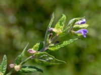 Scutellaria galericulata Vesums mosse, Staffanstorp, Skåne, Sweden 20180803_0024