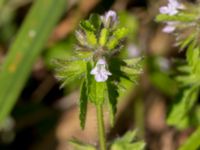 Stachys arvensis Klagstorp, Näsum, Kristianstad, Skåne, Sweden 20160827_0138