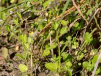 Stachys arvensis Klagstorp, Näsum, Kristianstad, Skåne, Sweden 20160827_0140