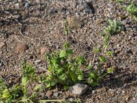 Stachys arvensis Tygelsjö, Malmö, Skåne, Sweden 20170730_0017