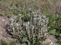 Stachys byzantina Grodreservatet, Norra hamnen, Malmö, Skåne, Sweden 20160529_0270