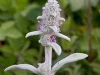 Stachys byzantina Grodreservatet, Norra hamnen, Malmö, Skåne, Sweden 20160612_0097