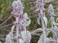 Stachys byzantina Grodreservatet, Norra hamnen, Malmö, Skåne, Sweden 20160613_0006