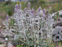 Stachys byzantina Grodreservatet, Norra hamnen, Malmö, Skåne, Sweden 20160621_0038