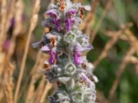 Stachys byzantina Norra hamnen, Malmö, Skåne, Sweden 20210723_0127