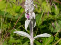 Stachys byzantina Ulricedal, Malmö, Skåne, Sweden 20190618_0034