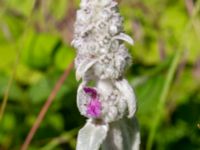 Stachys byzantina Ulricedal, Malmö, Skåne, Sweden 20190618_0035