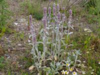 Stachys byzantina Utfyllnaden Oljesjön, Malmö, Skåne, Sweden 20220628_0069