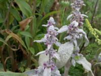 Stachys byzantina Väderögatan, Malmö hamn, Malmö, Skåne, Sweden 20170625_0002