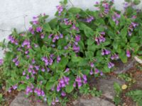 Stachys macrantha Kulgränden 16, Lund, Skåne, Sweden 20160608_0062