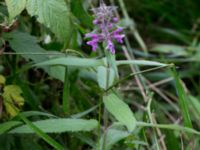 Stachys palustris × sylvatica Övedsgården, Sjöbo, Skåne, Sweden 20160714_0124