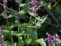 Stachys palustris Hallands Väderö, Båstad, Skåne, Sweden 20160807_0002