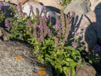 Stachys palustris Handikappbadet, Ribersborg, Malmö, Skåne, Sweden 20170823_3