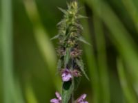 Stachys palustris Lilla Mölleberga, Malmö, Skåne, Sweden 20190620_0030