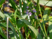 Stachys palustris Rinnebäcks stamp, Kävlinge, Skåne, Sweden 20180731_0032