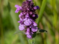 Stachys palustris Rosenhällvägen, Hilleshög, Landskrona, Skåne, Sweden 20160711_0087