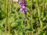 Stachys palustris Rosenhällvägen, Hilleshög, Landskrona, Skåne, Sweden 20160711_0089