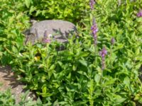 Stachys palustris Södra hamnpiren, Klagshamns udde, Malmö Skåne, Sweden 20200721_0151