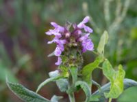 Stachys palustris Segeåns mynning, Malmö, Skåne, Sweden 20190729_0028