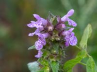 Stachys palustris Segeåns mynning, Malmö, Skåne, Sweden 20190729_0029