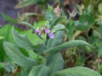 Stachys palustris Segeåns mynning, Malmö, Skåne, Sweden 20190729_0030